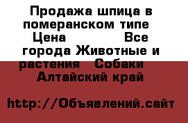 Продажа шпица в померанском типе › Цена ­ 20 000 - Все города Животные и растения » Собаки   . Алтайский край